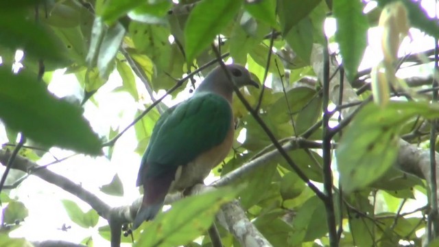 Purple-tailed Imperial-Pigeon - ML201626781