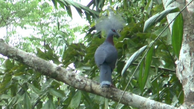 Sclater's Crowned-Pigeon - ML201626951