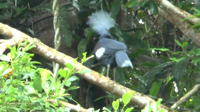 Sclater's Crowned-Pigeon - ML201626961