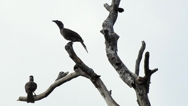 Helmeted Friarbird (New Guinea) - ML201627171