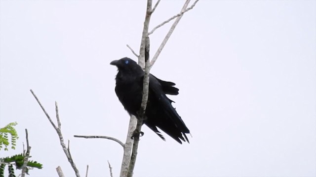 Torresian Crow - ML201627281