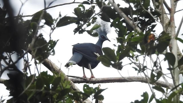 Western Crowned-Pigeon - ML201627321