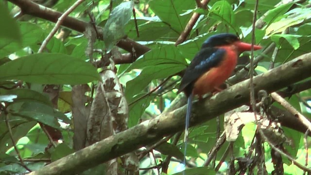 Red-breasted Paradise-Kingfisher - ML201627461