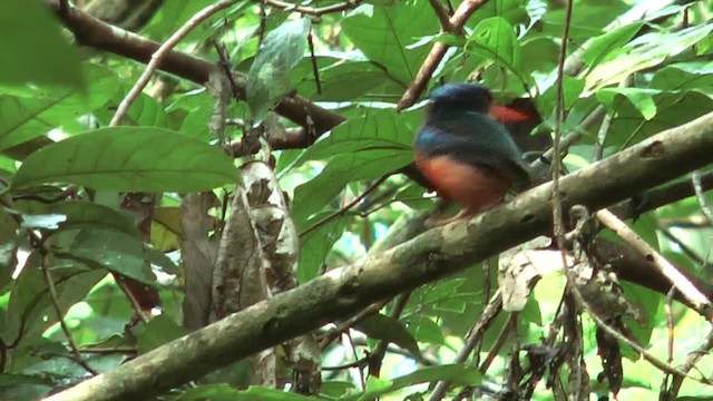 Red-breasted Paradise-Kingfisher - ML201627471