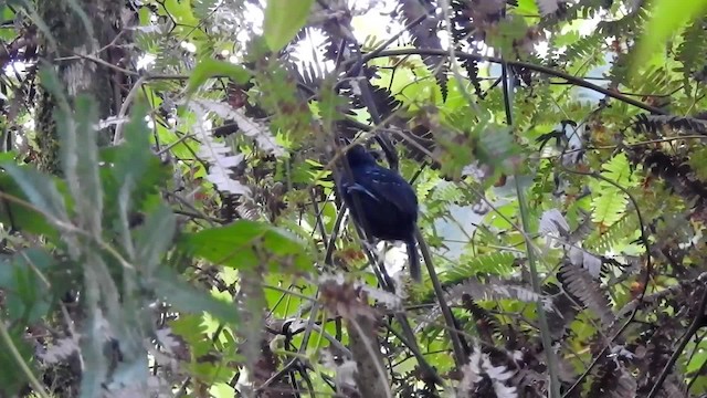 Black Antbird - ML201627571