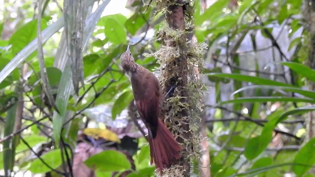 Long-tailed Woodcreeper (Southern) - ML201627701