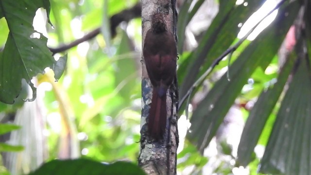 Long-tailed Woodcreeper (Southern) - ML201627721