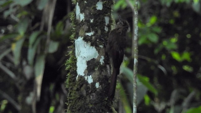 Long-tailed Woodcreeper (Southern) - ML201627731
