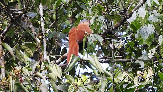  - Black-bellied Cuckoo