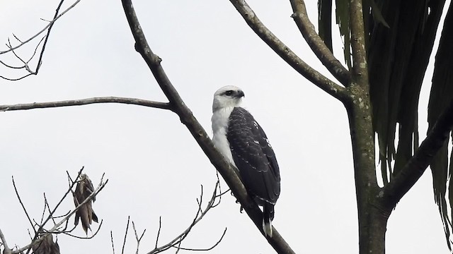  - White Hawk (Black-tailed)