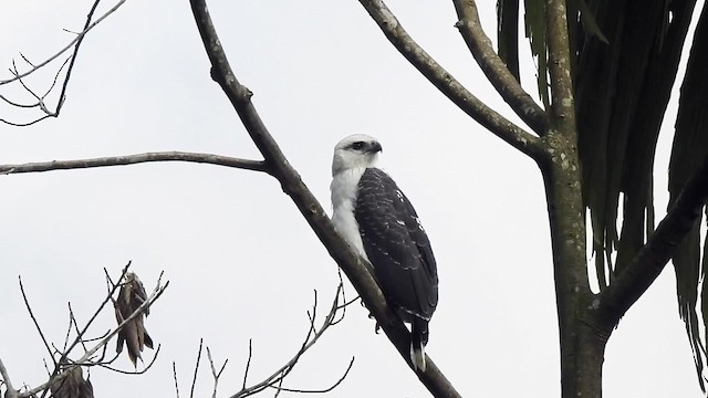 White Hawk (Black-tailed) - ML201627771