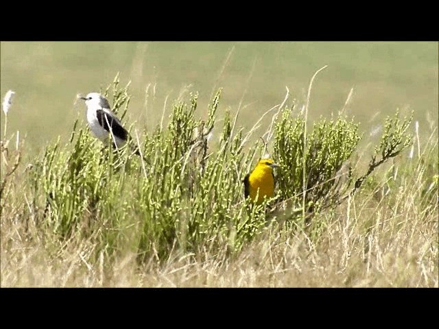  - Black-and-white Monjita