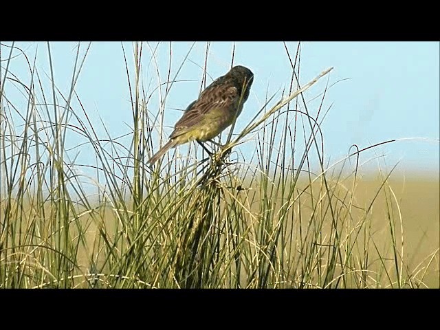  - Grassland Yellow-Finch