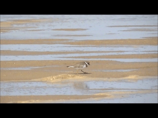 Semipalmated Plover - ML201628251