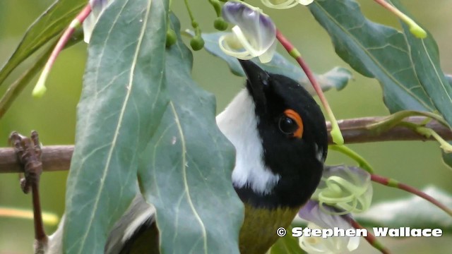  - White-naped Honeyeater