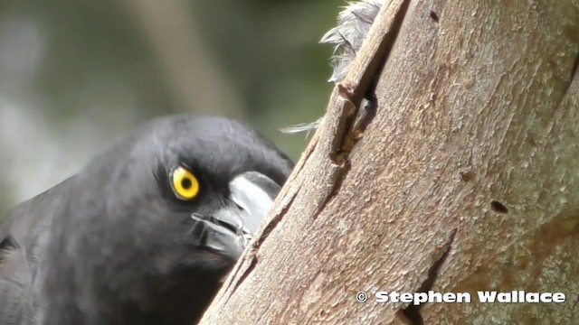 Pied Currawong - ML201628711