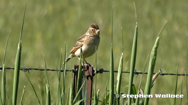 Singing Bushlark (Australasian) - ML201628751
