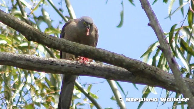 Collared Sparrowhawk - ML201628771