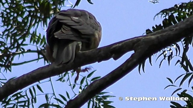Collared Sparrowhawk - ML201628781