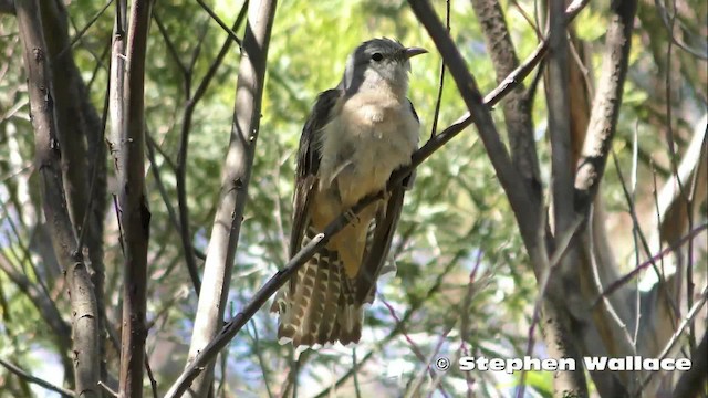 Brush Cuckoo (Australasian) - ML201628801