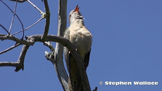 Brush Cuckoo (Australasian) - ML201628811