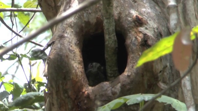 Barred Owlet-nightjar (Barred) - ML201628861