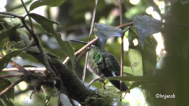 Pink-throated Brilliant - ML201629051