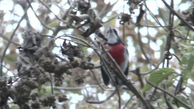 Red-breasted Chat (Red-breasted) - ML201629251