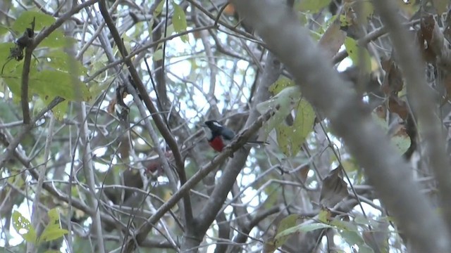 Red-breasted Chat (Red-breasted) - ML201629261