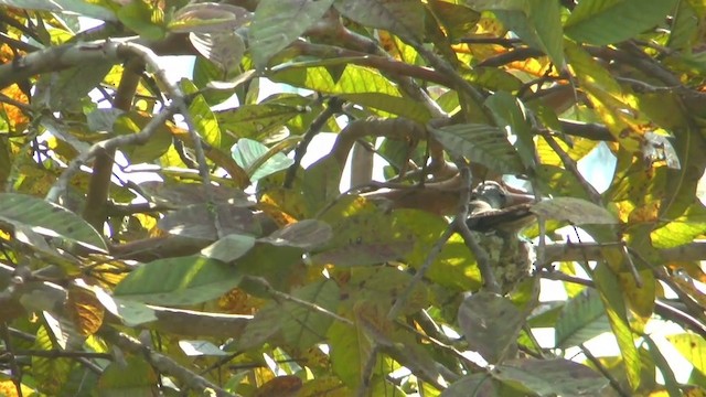 Azure-crowned Hummingbird (Azure-crowned) - ML201629271