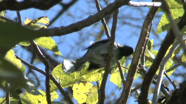 Azure-rumped Tanager - ML201629281