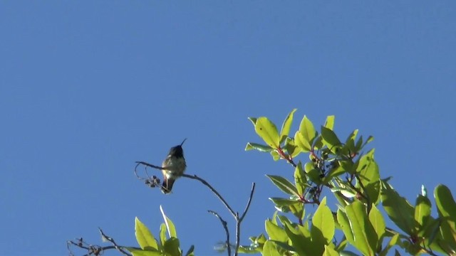 Wine-throated Hummingbird - ML201629291