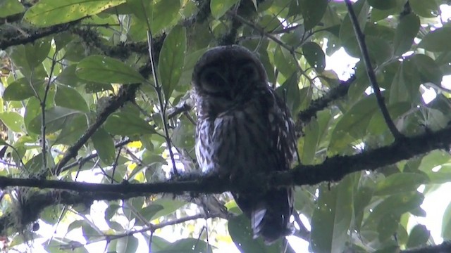 Fulvous Owl - ML201629321