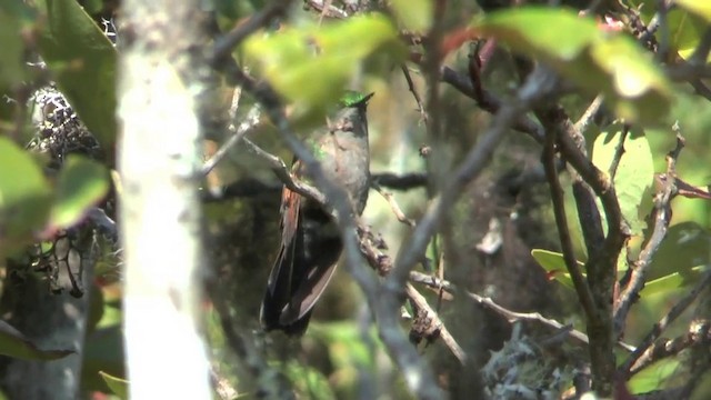 Garnet-throated Hummingbird - ML201629421