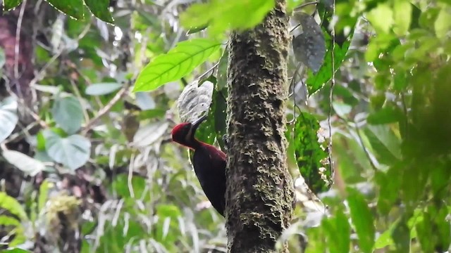 Crimson-bellied Woodpecker (Splendid) - ML201629621
