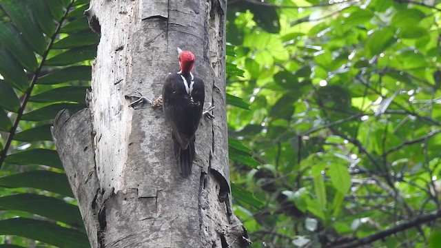 Guayaquil Woodpecker - ML201629651