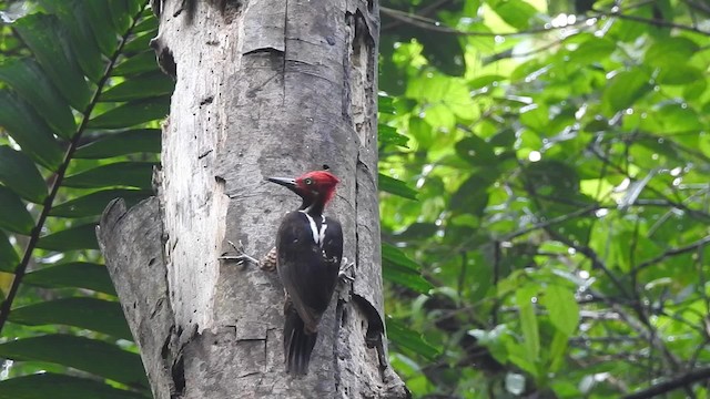 Guayaquil Woodpecker - ML201629661
