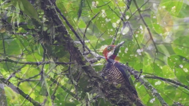 Guayaquil Woodpecker - ML201629671