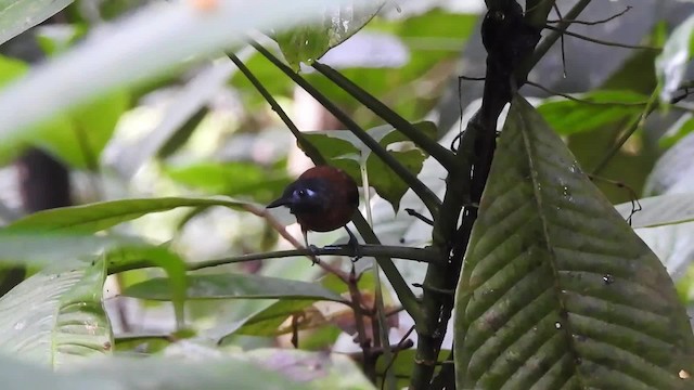 Chestnut-backed Antbird (Short-tailed) - ML201629681