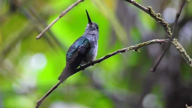 Purple-chested Hummingbird - ML201629851