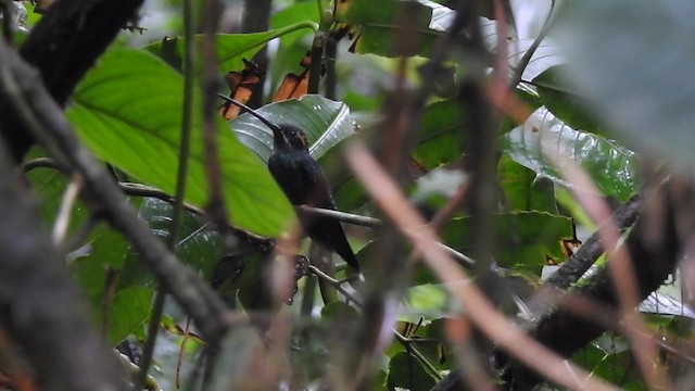 kolibřík bělovousý - ML201629921