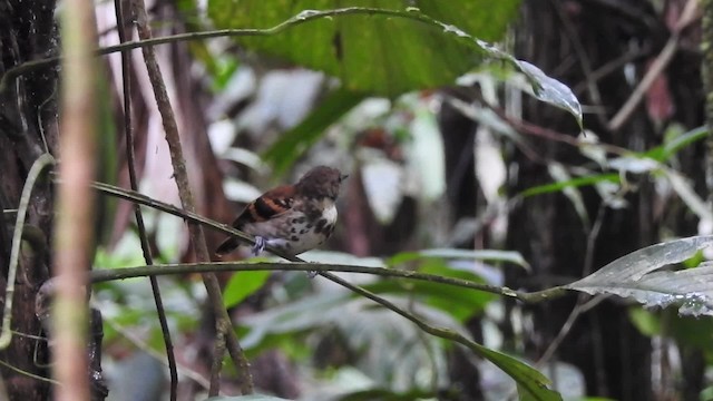 Spotted Antbird - ML201630021