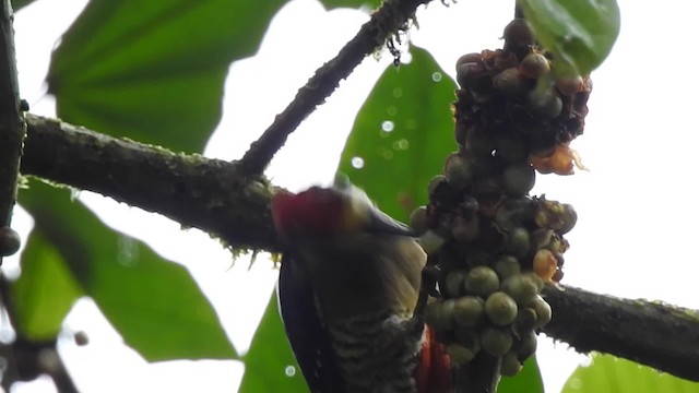 Black-cheeked Woodpecker - ML201630141