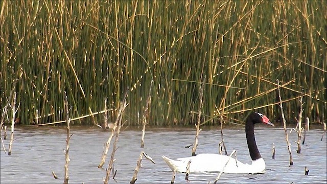 Black-necked Swan - ML201630531
