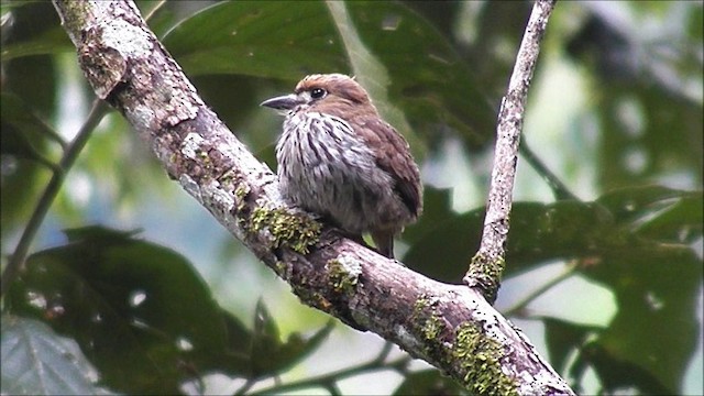 Lanceolated Monklet - ML201630571