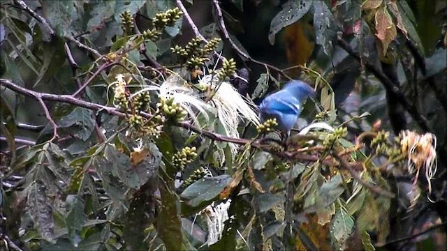 Blue-gray Tanager - ML201630581