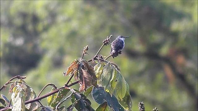White-bellied Hummingbird - ML201630701