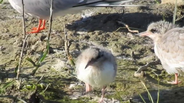 Common Tern (hirundo/tibetana) - ML201631281