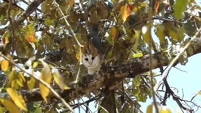 Barn Owl (Eastern) - ML201631431