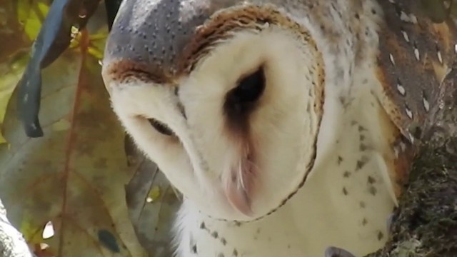 Barn Owl (Eastern) - ML201631451